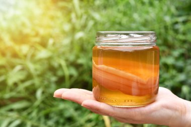 Scoby, el ile kombucha çayı, çay mantar tutarak sağlıklı fermente gıda, probiyotik beslenme içecek iyi bir denge sindirim sistemi için.