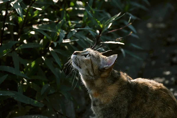 Gato Tem Banho Sol Dia Ensolarado Gato Bonito Olhando Para — Fotografia de Stock