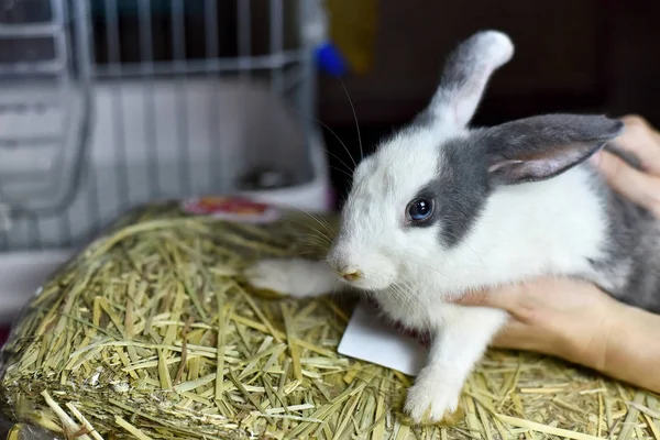 Konijn Huisdier Zittend Haar Droog Gras Eten Grijze Gezonde Bunny — Stockfoto