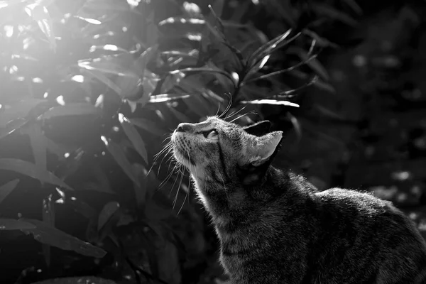 Gato Tem Banho Sol Dia Ensolarado Gato Bonito Olhando Para — Fotografia de Stock