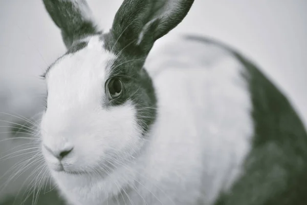 Grijs konijn op zoek frontward aan viewer, kleine konijntje zittend op witte Bureau, geweldig huisdier voor kinderen en familie. — Stockfoto
