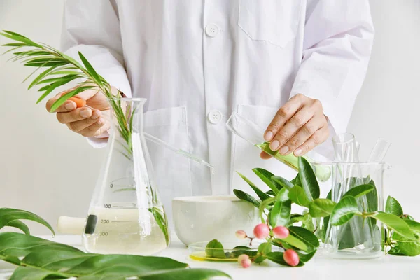 Scienziato con ricerca sulle droghe naturali, Botanica biologica naturale e vetreria scientifica, Medicina alternativa alle erbe verdi, Prodotti naturali di bellezza per la cura della pelle, Concetto di ricerca e sviluppo . — Foto Stock