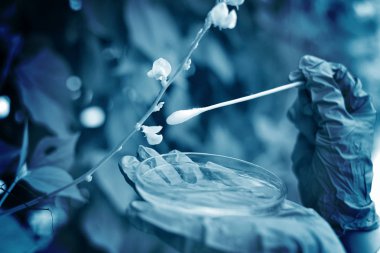 Tarım ve bitki geliştirme analizi, Polen taneleri toplayan bilim adamı, teknisyen çeşitli türler oluşturmak için el tozlaşma yapıyor.