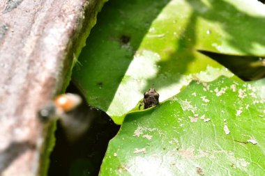 Yavru kurbağa, yeşil yaprağın üzerinde oturan küçük kurbağa, kurbağalar böcek yer ve doğal dengeyi kontrol eder..