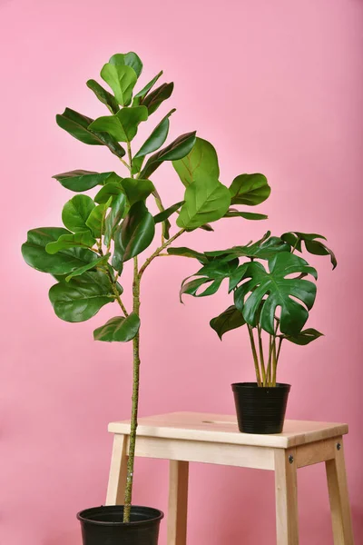 Mesterséges Növény Hegedűlevél Fügefa Monstera Ültetett Fekete Pot Rózsaszín Alapon — Stock Fotó