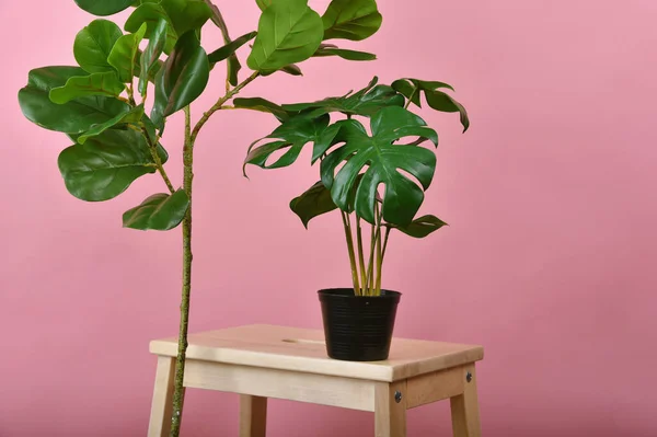 Mesterséges Növény Hegedűlevél Fügefa Monstera Ültetett Fekete Pot Rózsaszín Alapon — Stock Fotó