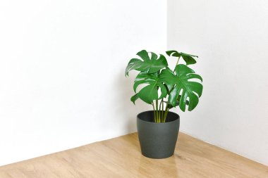 Yapay bitki, Philodendron Canavarı oda köşesine ekilmiş, ev ve oturma odası için tropik ev bitkisi.