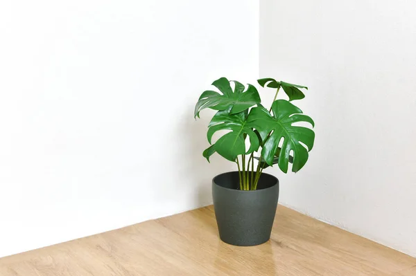 Pianta Artificiale Philodendron Monstera Piantato All Angolo Della Stanza Pianta — Foto Stock