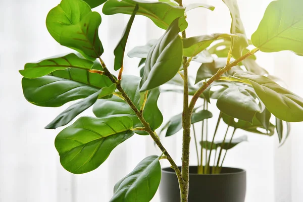 Artificial Plant Closed Fiddle Leaf Fig Tree Monstera Planted Black — Stock Photo, Image