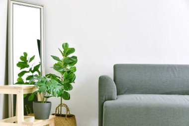 Oturma odası iç tasarımı, modern kumaş kanepeli ev dekorasyonu ve kapalı hava temizliği için yeşil ev bitkileri..