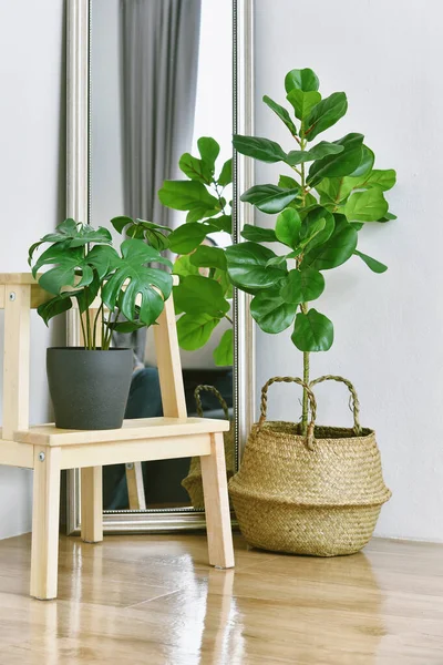 Artificial plant, Fiddle leaf fig tree and monstera planted in black pot on room corner, Indoor tropical houseplant for home and living room interior.
