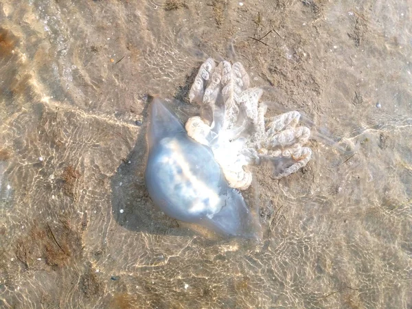 浅滩上的水母 — 图库照片