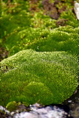 Pembe granitte yosunlar ve zambaklar, yakın plan.
