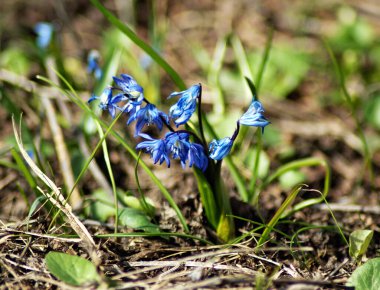 Sibirya Squill 'i (Scilla Siberica). Güzel bahar çiçekleri