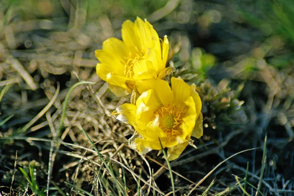 Adonisz Vernalisz Gyönyörű Tavaszi Sárga Virágok — Stock Fotó