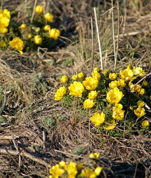 Adonis Vernalis Mooie Lente Gele Bloemen — Stockfoto