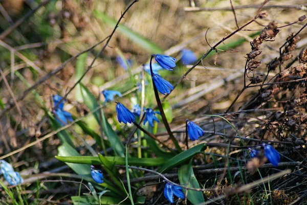 Sibirya Squill Scilla Siberica Güzel Bahar Çiçekleri — Stok fotoğraf