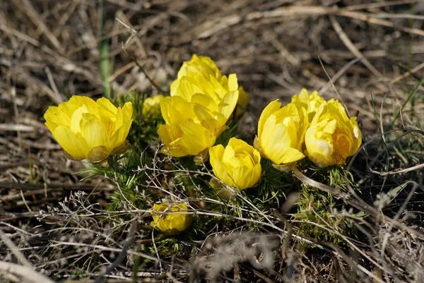 Adonis Vernalis Mooie Lente Gele Bloemen — Stockfoto