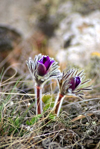 Pulsatilla Vernalis Pulsatilla Montana Fekete Pulsatilla Tavaszi Virág — Stock Fotó