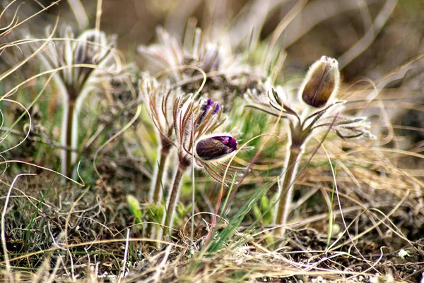 Pulsatilla Vernalis Pulsatilla Montana Fekete Pulsatilla Tavaszi Virág — Stock Fotó