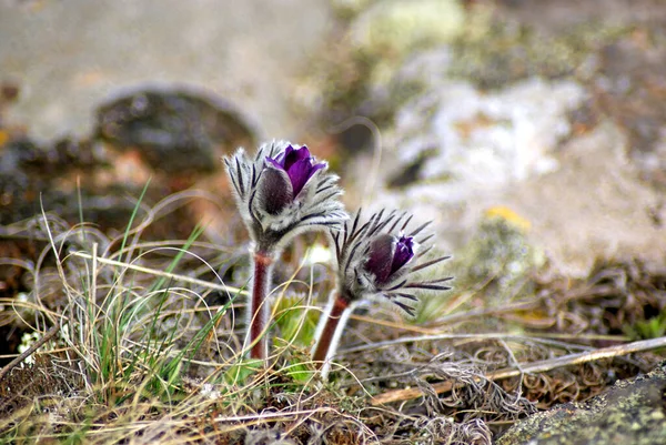 Pulsatilla Vernalis Pulsatilla Montana Czarna Pulsatilla Kwiat Wiosenny — Zdjęcie stockowe