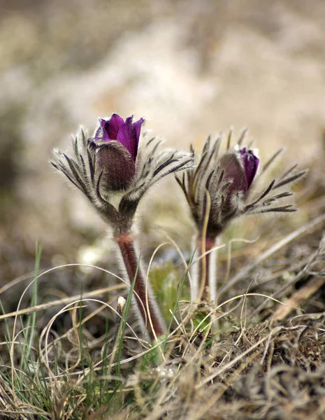 Pulsatilla Vernalis Pulsatilla Montana Fekete Pulsatilla Tavaszi Virág — Stock Fotó