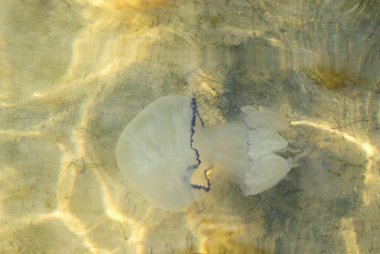 Denizanası Azov Denizi 'nde yüzer. Yakın plan.