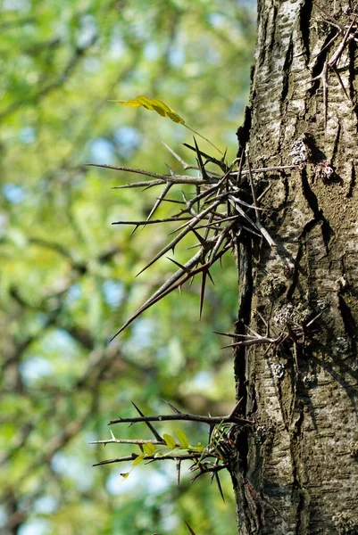 Tronco Acácia Com Espinhos Espinhos Espesso Tronco Árvore — Fotografia de Stock