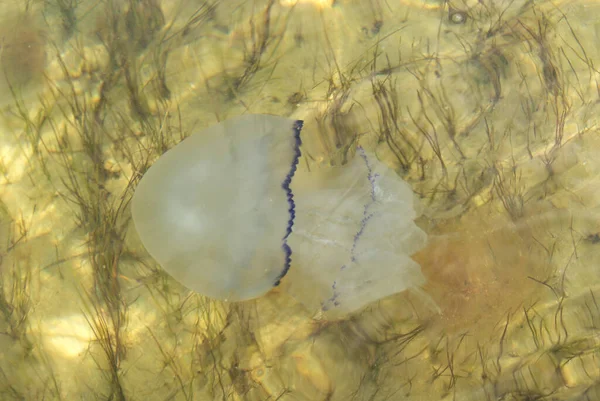 Jellyfish swims in the Sea of Azov. Close-up