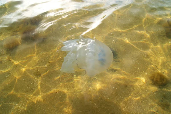 Jellyfish Swims Sea Azov Close — Stock Photo, Image