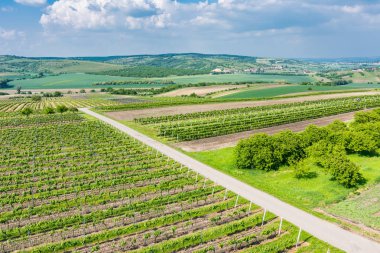 South Moravia, Çek Cumhuriyeti: bağ alanları tarım arazi üzerinde. Kırsal çayır, bağ tesisi ve küçük bir köy yakınındaki güzel manzara. Yaz ve mavi gökyüzü güzel bulutlar ile
