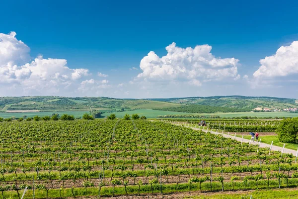 南モラヴィア州 チェコ共和国 農業の土地の畑フィールド 田舎の草原 畑の植物 小さな村の近くの美しい風景 夏と素敵な雲と青空 — ストック写真