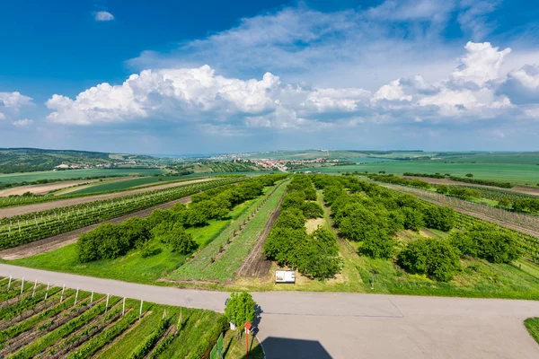 South Moravia Çek Cumhuriyeti Bağ Alanları Tarım Arazi Üzerinde Kırsal — Stok fotoğraf