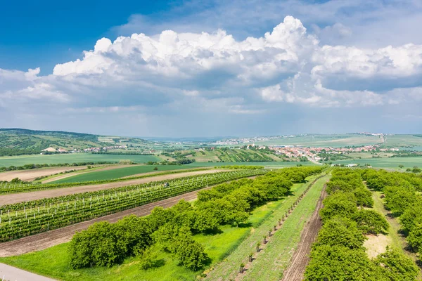 South Moravia Çek Cumhuriyeti Bağ Alanları Tarım Arazi Üzerinde Kırsal — Stok fotoğraf