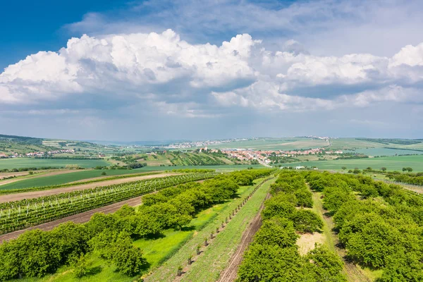 南モラヴィア州 チェコ共和国 農業の土地の畑フィールド 田舎の草原 畑の植物 小さな村の近くの美しい風景 夏と素敵な雲と青空 — ストック写真