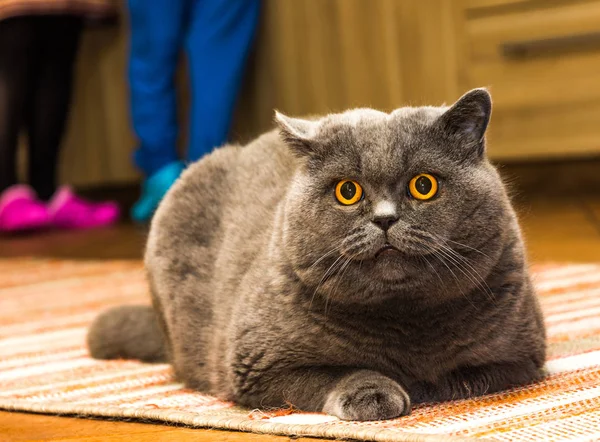 Britse Blauwe Kat Met Grote Oranje Ogen Liggend Het Tapijt — Stockfoto