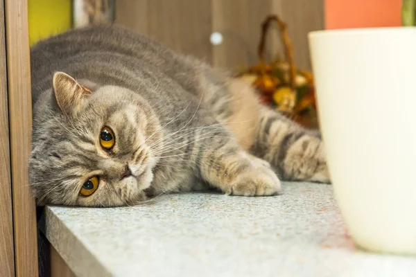 Lindo Gato Británico Está Tumbado Escritorio Adorable Relajación Animal — Foto de Stock