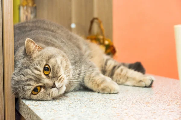 Lindo Gato Británico Está Tumbado Escritorio Adorable Relajación Animal — Foto de Stock