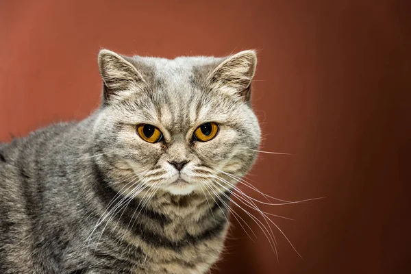 Kot Brytyjski Jest Ścisłe Poważne Patrząc Kamery Śmieszne Kot Oczy — Zdjęcie stockowe