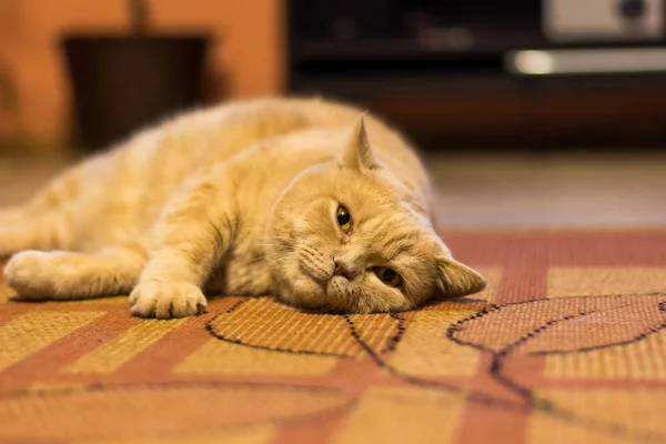 Británico Taquigrafía Gato Perezoso Acostado Alfombra Hogar Adorable Gato Relajación — Foto de Stock