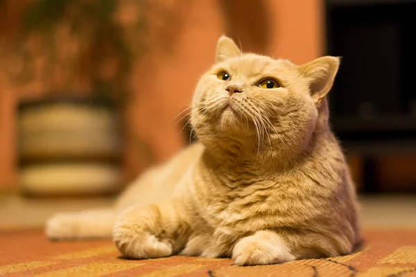 British Shorthair Γάτα Είναι Τεμπέλης Ξαπλωμένος Στο Χαλί Χαλάρωση Της — Φωτογραφία Αρχείου