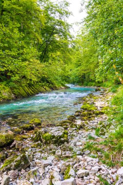Vintgar gorge, Slovenya. Nehir kenarında Bled Gölü ile ahşap turistik yolları, köprüler nehir ve şelaleler yukarıda. Triglav Ulusal park'da yürüyüş. Ormanın içinde taze doğa, mavi su. Yabani ağaçlar.