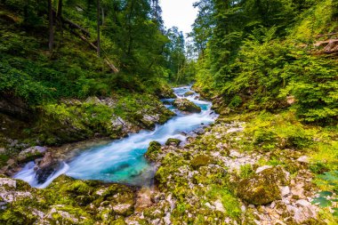 Vintgar gorge, Slovenya. Nehir kenarında Bled Gölü ile ahşap turistik yolları, köprüler nehir ve şelaleler yukarıda. Triglav Ulusal park'da yürüyüş. Ormanın içinde taze doğa, mavi su. Yabani ağaçlar.