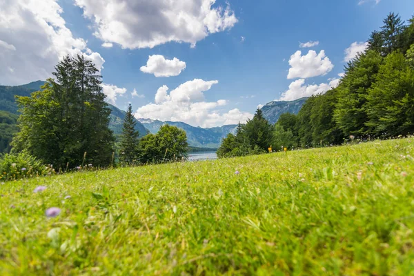 Λιβάδι Κοντά Στη Λίμνη Bohinj Φρέσκο Πράσινο Λιβάδι Πολλά Λουλούδια — Φωτογραφία Αρχείου