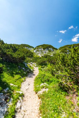 Turist yolu Vogel yakınındaki Slovenya dağlarda. Dağ, yeşil çimen, ağaçları, mavi gökyüzü üst yolu. Avrupa'da hiking. Triglav Ulusal Parkı, Julian Alps