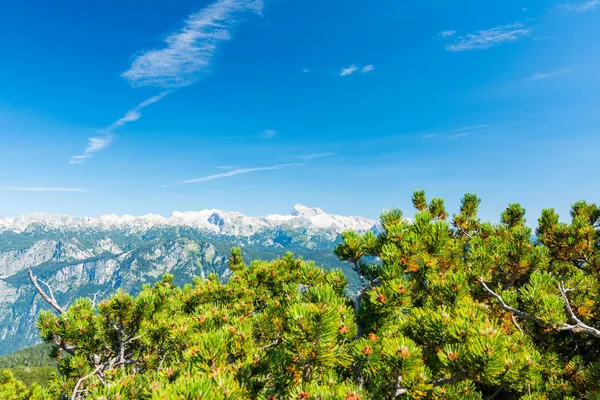 Slovenia mountains above the pine tree in foreground. Fresh pines with Slovenia mountain in Triglav national park.