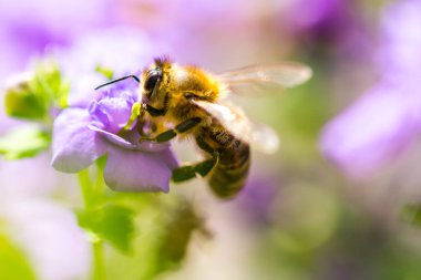 Çiçek arıya. Küçük yararlı böcek çalışma ve bal yapan. Bal arısı kanadı çiçeği üzerinde. Çayır kırsal bahar.