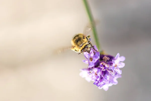 Abeille Sur Fleur Petit Insecte Utile Travaille Fabrique Miel Abeille — Photo