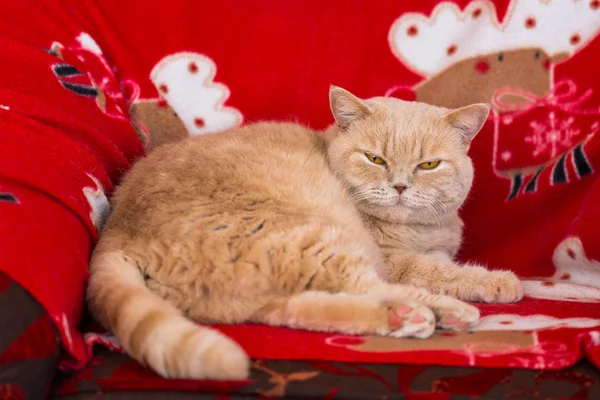 Kot Brytyjski Relaks Leżaku Ładna Kobieta Kot Prawie Śpi Creme — Zdjęcie stockowe