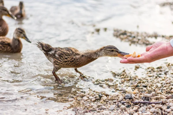 Entenfütterung Aus Der Hand Touristen Geben Kleinen Jungen Enten Futter — Stockfoto